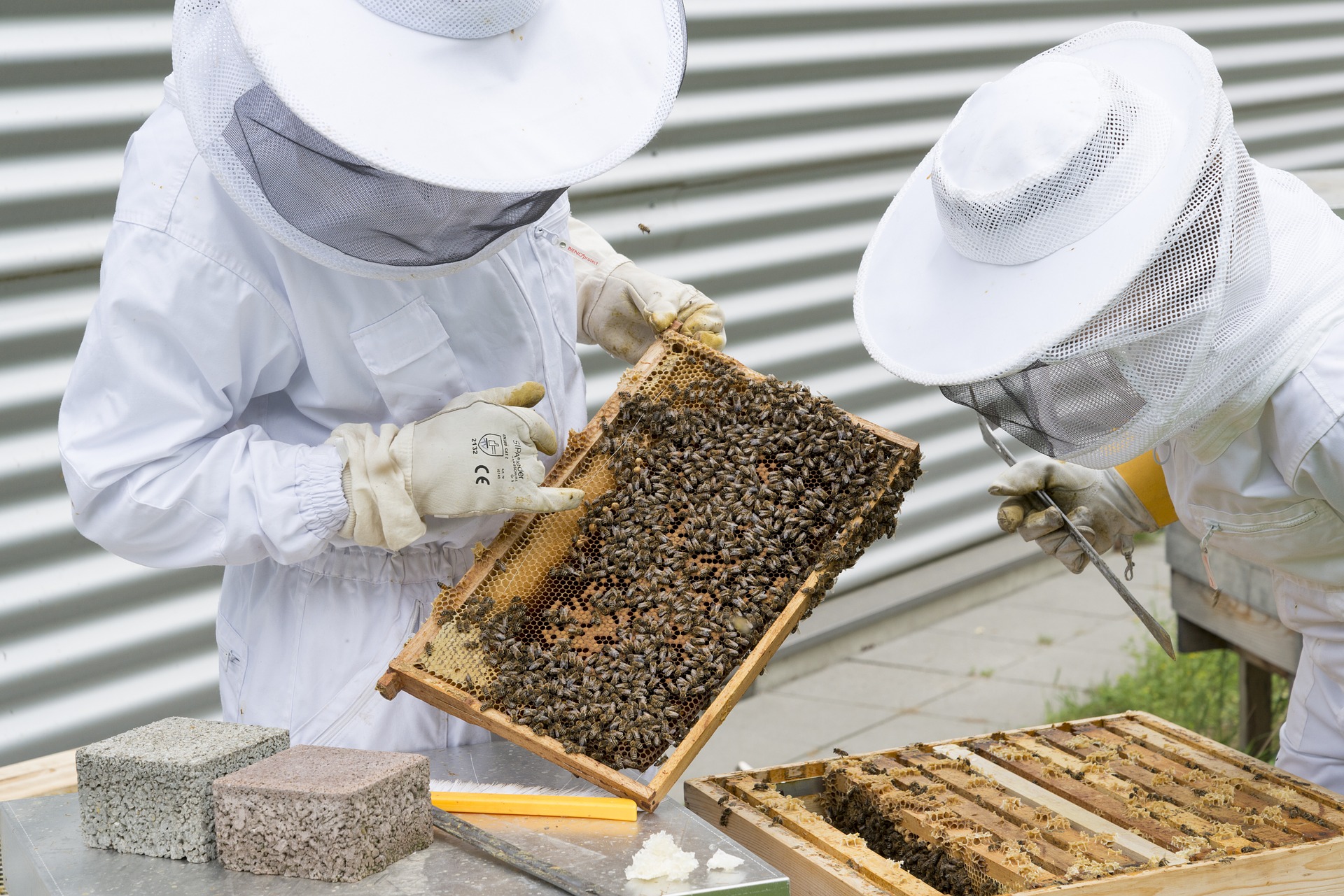 beekeeper-2650663_1920